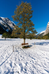 Fototapeta na wymiar Markanter Baum mit Rastbank am großen Ahornboden im Karwendelgebirge Tirol Österreich mit ersten Schnee im September