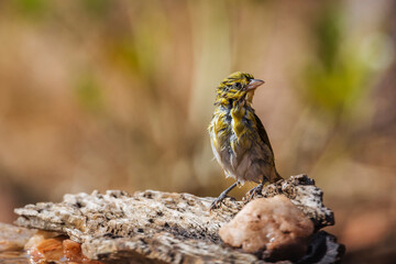 Lesser Masked Weaver grooming after bath in Kruger National park, South Africa ; Specie Ploceus intermedius family of Ploceidae