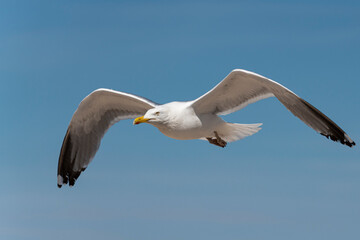 Möwe am blauen Himmel im Flug