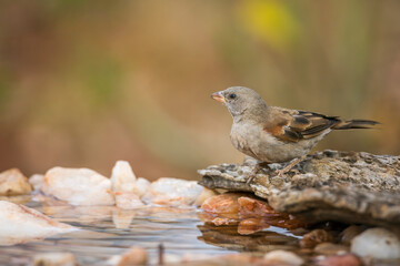 Southern Grey-headed Sparrow standing in waterhole in Kruger National park, South Africa ; Specie family Passer diffusus of Passeridae