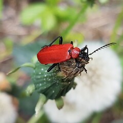 bug on a leaf