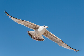 Möwe am blauen Himmel im Flug