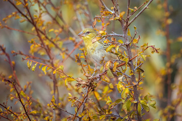 Village weaver in fall colors shrub in Kruger National park, South Africa ; Specie Ploceus cucullatus family of Ploceidae