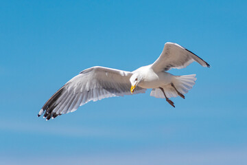 Möwe am blauen Himmel im Flug