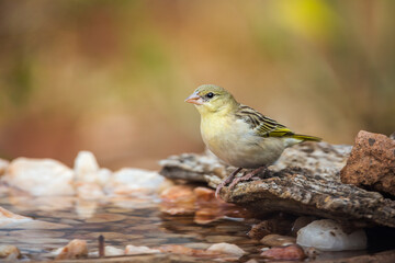 Village weaver female in water pond in Kruger National park, South Africa ; Specie Ploceus cucullatus family of Ploceidae