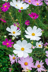 A garden of colorful cosmos flowers blooming in spring.