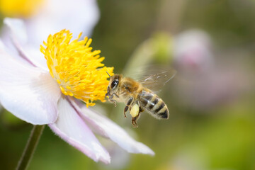 Bee - Apis mellifera - pollinates Anemone hupehensis
