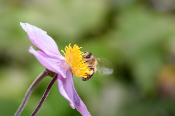 Bee - Apis mellifera - pollinates Anemone hupehensis