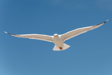 Möwe am blauen Himmel im Flug