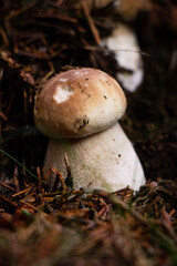 Tiny Boletus edulis and its little brother protect each other against the forces of the forest. two penny buns were hit by an attack from an animal. Hidden under a needle