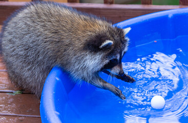One raccoon trying to catch a floating ball in a child's swimming pool. © Anne