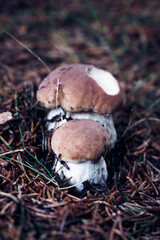 Tiny Boletus edulis and its little brother protect each other against the forces of the forest. two penny buns were hit by an attack from an animal. Hidden under a needle
