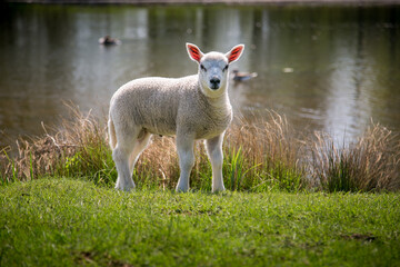 Naklejka na ściany i meble A Young Male Lamb isolated with a river behind
