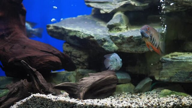 Herichthys cyanoguttatus. Cichlasoma diamond swims in a transparent tank. Close-up fish.