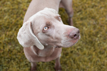Close-up of a gray weimaraner breed dog with yellow eyes.