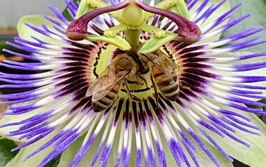 Passionsblume mit zwei Bienen