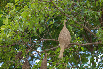 The small bird in front of nest bird on tree in nature at thailand