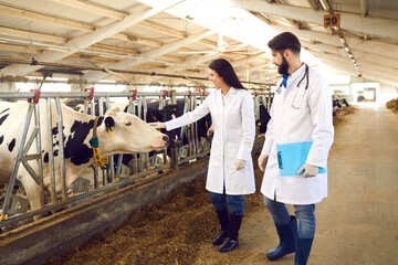 Two young livestock veterinarians in white coats checking on cows in dairy farm barn