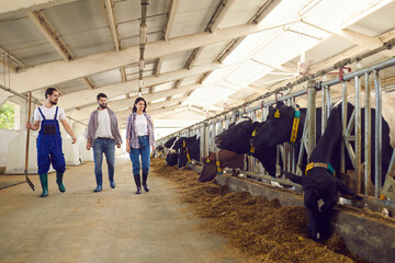 Dairy farm workers walking along stables with feeding cows, checking on living conditions of animals