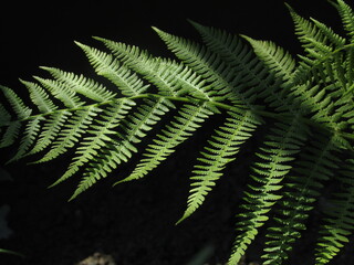 fern leaves