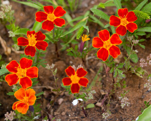 red flowers in garden