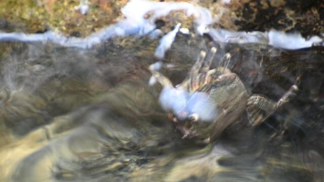 a crab on a rocky seashore is washed by a transparent wave