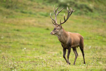 Majestic red deer, cervus elaphus, walking on meadow in spring nature. Magnificent brown stag going on field in springtime. Wild antlered mammal moving on glade.