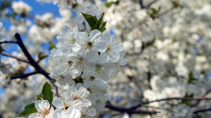 Blossoming cherry trees  in spring