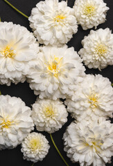 Obraz premium White flowers on paper White flower background