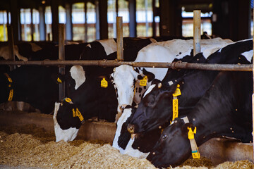 Holstein Frisian diary cows in free livestock stall