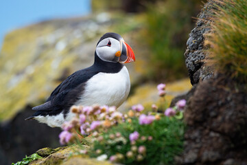 Atlantic puffin, fratercula arctica, sitting on rocks in summer Iceland. Black and white bird with orange beak resting on mountainside. Wild seabird looking on cliff.