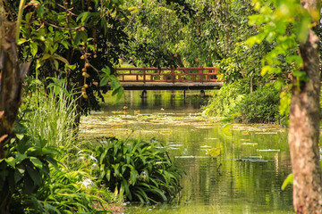 Fototapeta na wymiar Bridge over water in tropical green plaints, lotus. Most beautiful background in the park the forest. 