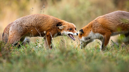 Two red fox, vulpes vulpes, fighting on green field in autumn nature. Angry mammal hissing on...