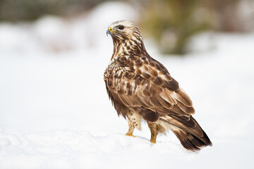 Fierce common buzzard, buteo buteo, sitting on snow in winter nature. Vital bird of prey looking on snowy ground. Powerful feathered animal observing on white meadow.