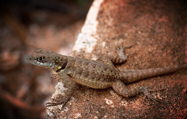 lizard on the stone