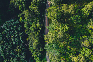 Obraz premium Forest, trees and green roads in the countryside from above.