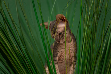 Shot of pet of the Sphynx cat sitting in grees grass