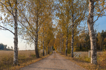 Fototapeta na wymiar Gravel road with birches. Converging lines in the horizon. Autumn landscape
