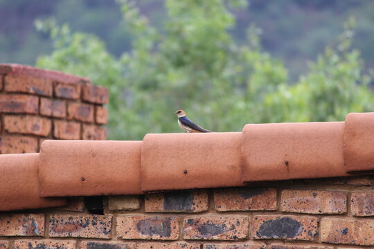 Photo taken in Olifants River Logde, Middelburg