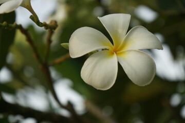 Obraz na płótnie Canvas plumeria or frangipani flower on the blurred green leaves whit copy space