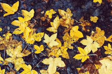 Autumn leaves in puddle. Autumn rainy weather.