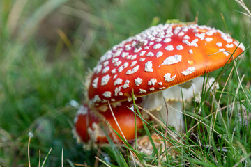 Fliegenpilz - Amanita muscaria