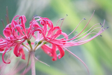 秋、彼岸花のある風景