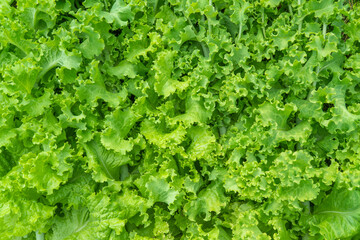 Fototapeta na wymiar Lactuca sativa. background of salad leaves. Vegetable culture, used as a vitamin green