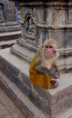 Monkey temple, Pashupatinath Temple of Nepal,