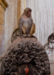 Monkey temple, Pashupatinath Temple of Nepal,