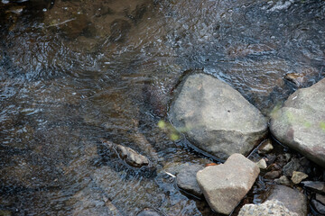 小川のせせらぎ