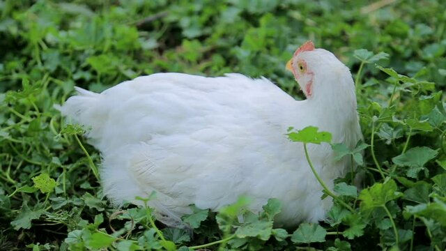 Image shows a white hen searching for food on an open country field.