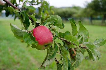 Einzelner Apfel am Zweig an einem bewölkten Tag