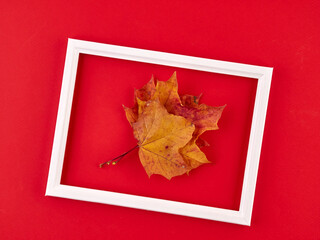 Yellow maple leaves lie on a colored background with a white wooden frame.Space for text.